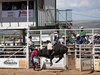 Cowboys, Bull rider, Rodeo, mees, bucking, tegevus, Arena