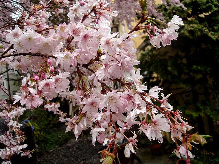 Cherry blossom, natur, delikat, blomst, Blossom, træ, vækst