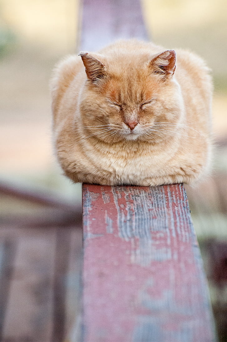 cat, sleeping, animal, resting, pet, railing, deck