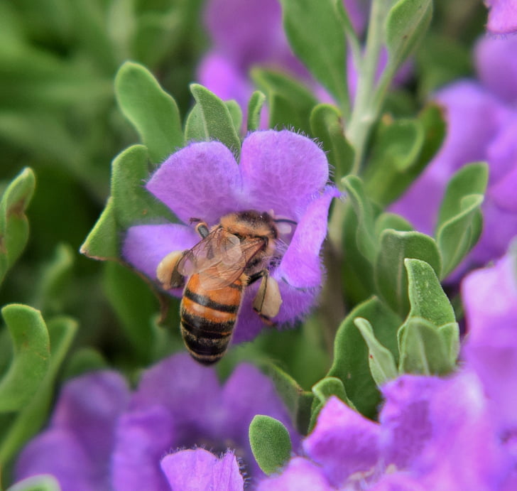 abeja, miel de abeja, polen, polinizar, polinización, de polinización, apicultura
