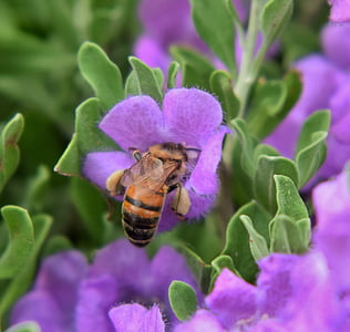 Bee, honningbie, pollen, pollinering, pollinering, pollinerende, birøkt
