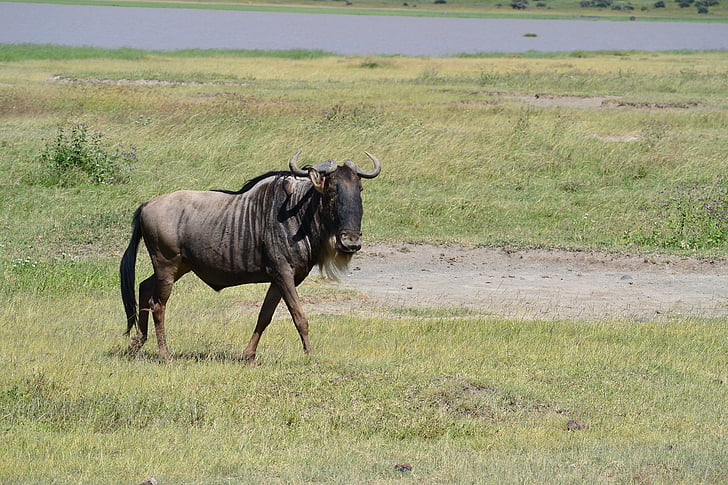 GNU, dzikich zwierząt, dziki, zwierząt, ssak, Afrykańska, bezdroża