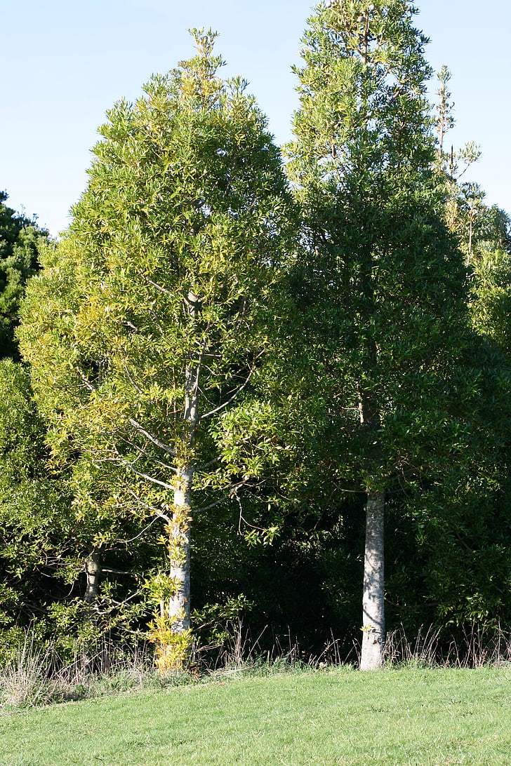stort träd, Agathis macrophylla, Pacific kauri, barrträd, snabb tillväxt, skogsbruk, tropisk region