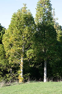 ต้นไม้ใหญ่, อกาทิส macrophylla, ลำแปซิฟิค, สน, เจริญเติบโต, ป่าไม้, ภูมิภาคเขตร้อน