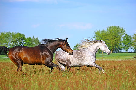 kuda, kawanan, cetakan, coklat, keturunan asli Arab., padang rumput, Paddock