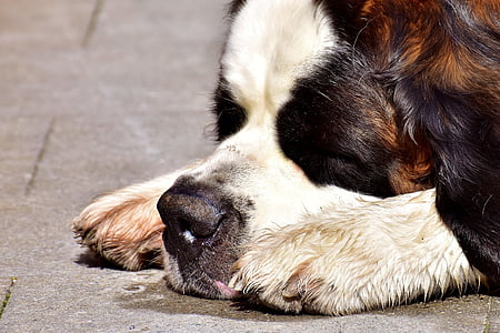 куче, Свети Бернар, сън, уморен, кафяв, животните, почивка