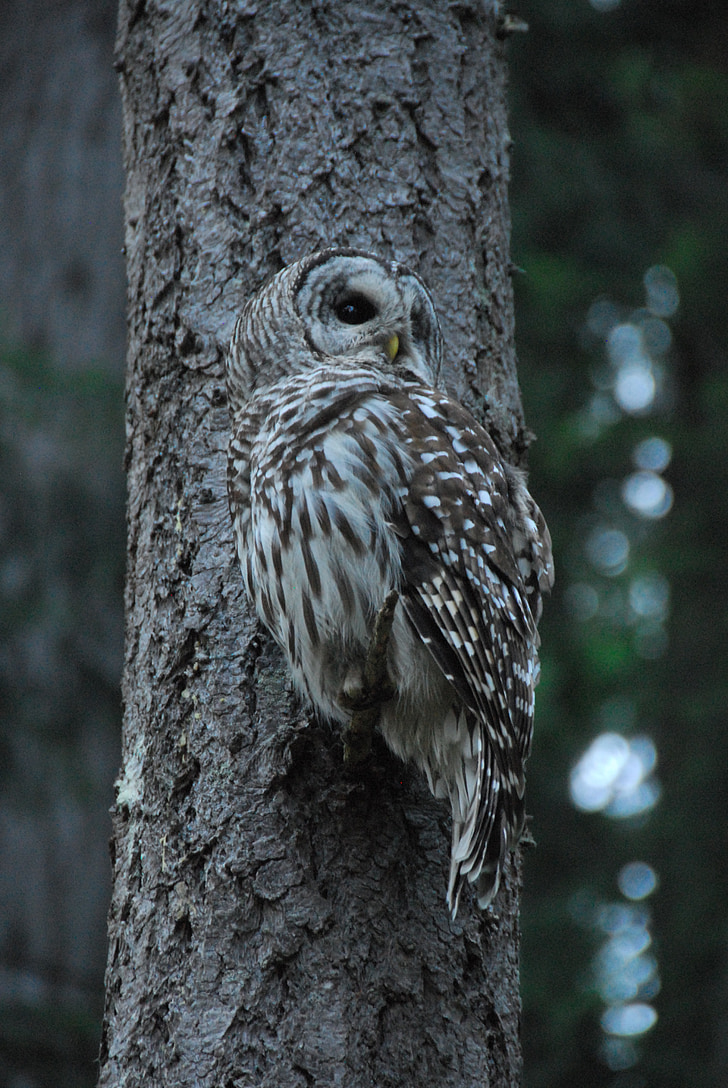 owl, tree, perched, bird, nocturnal, carnivore, predator