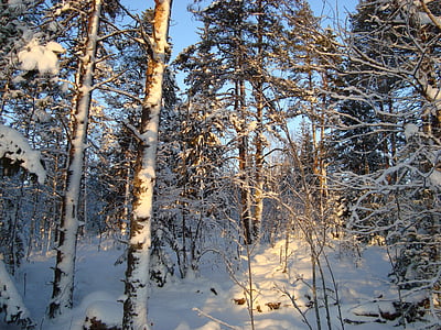 meža, ziemas, ainava, daba, sniega, koks, salna