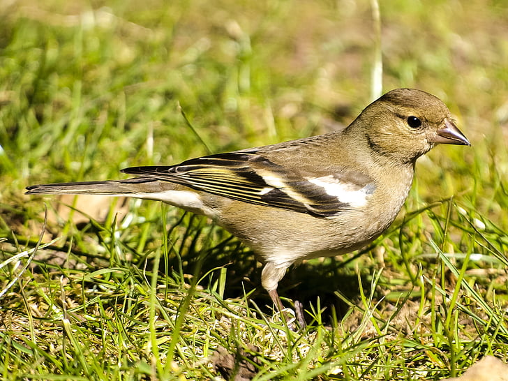 fink, chaffinch, bird, songbird, garden bird, nature, animal