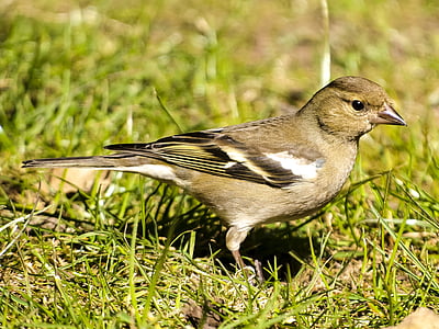 Fink, Pinzón vulgar, pájaro, Songbird, pájaro del jardín, naturaleza, animal