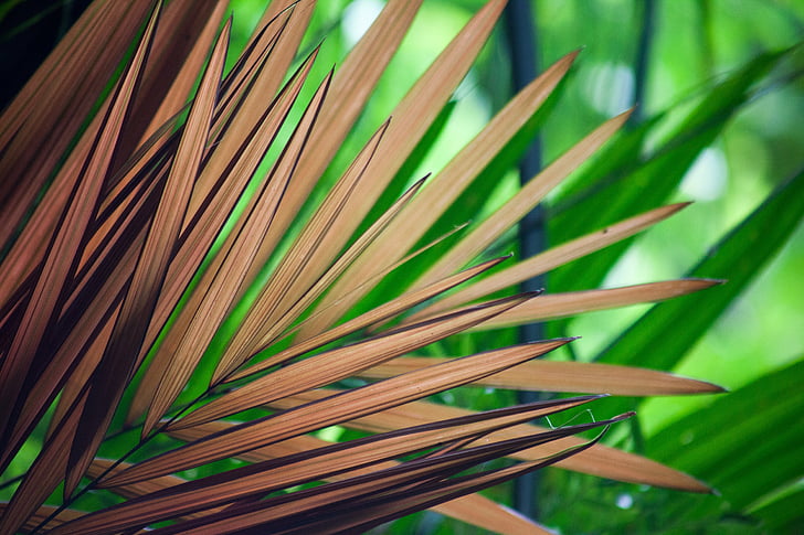 Palm, yaprakları, brwon, Kuru, yıpranmış, doğa, tropikal
