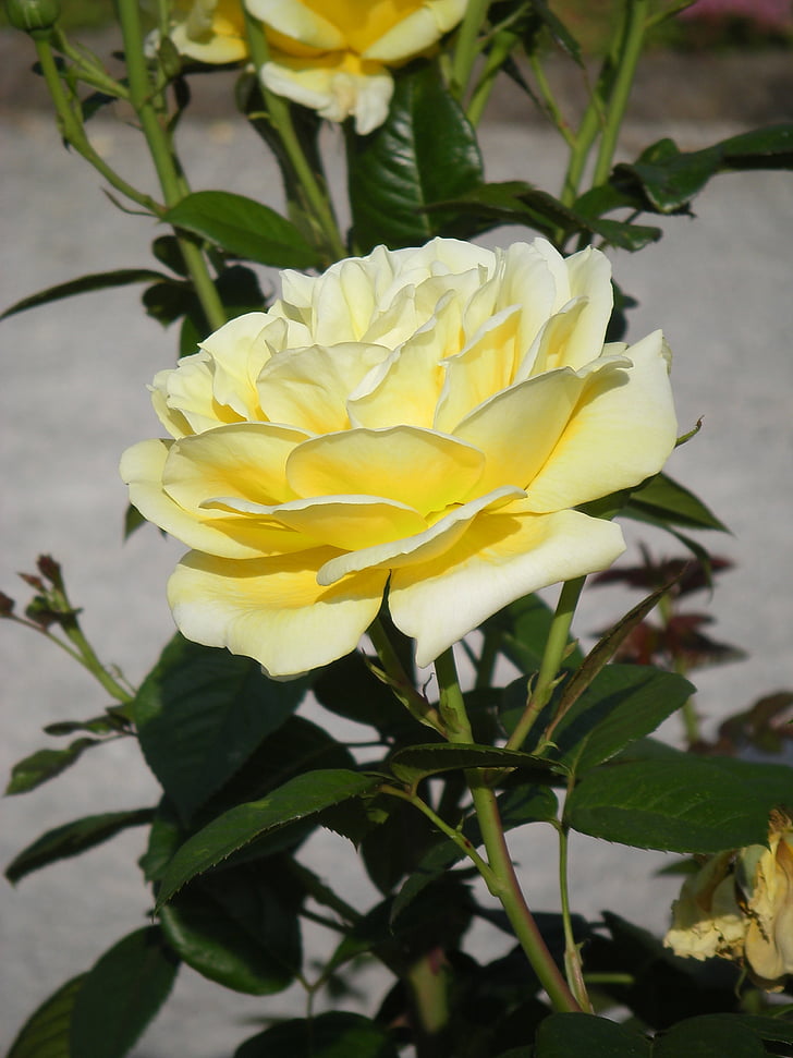 rose jaune pâle, été, brillant, nature, Blossom, Bloom, jardin