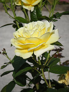 rosa amarillo pálido, verano, brillante, naturaleza, flor, floración, jardín