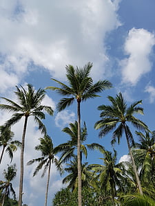 Sky, oblaky, palmy, modrá, tropické podnebie, Príroda, letné