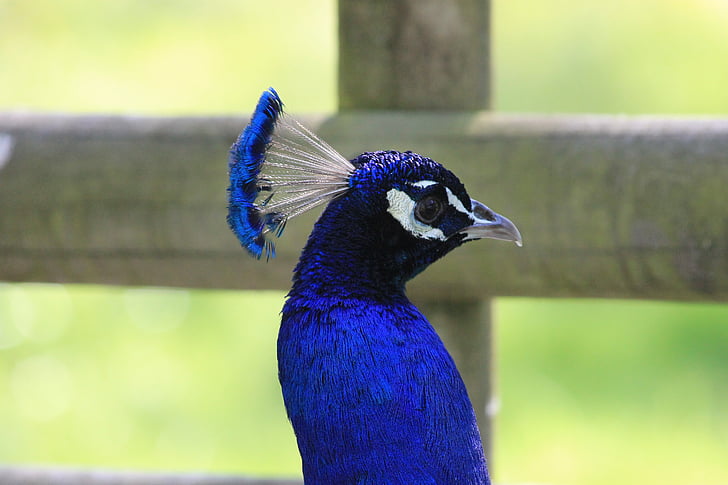 peacock, bird, animals, nature, feathers, pen