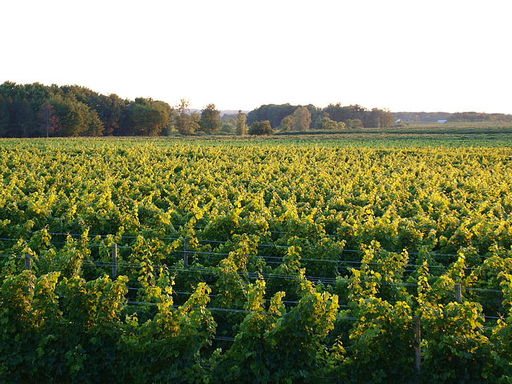 wijngaard, groen, druiven, wijn, landbouw, platteland, wijnstok