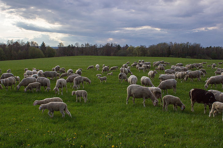 ovce, pasienky, Flock, stádo oviec, hospodárskych zvierat, lúka, jesť