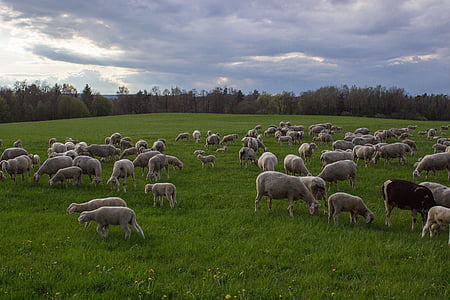 羊, 牧草地, 群れ, 羊の群れ, 家畜, 草原, 食べる