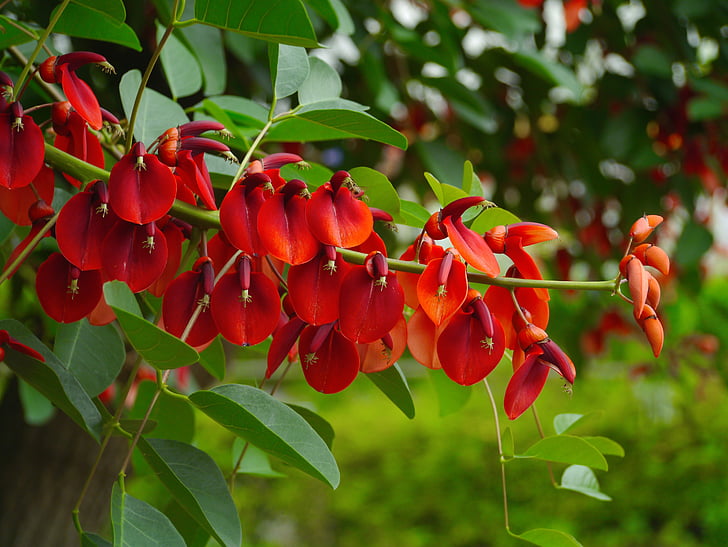 america hashigo梧, deigo, flowers, red, arboretum, wood, leaf