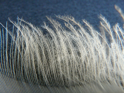 swan feather, spring, swan, slightly, airy, fly, filigree