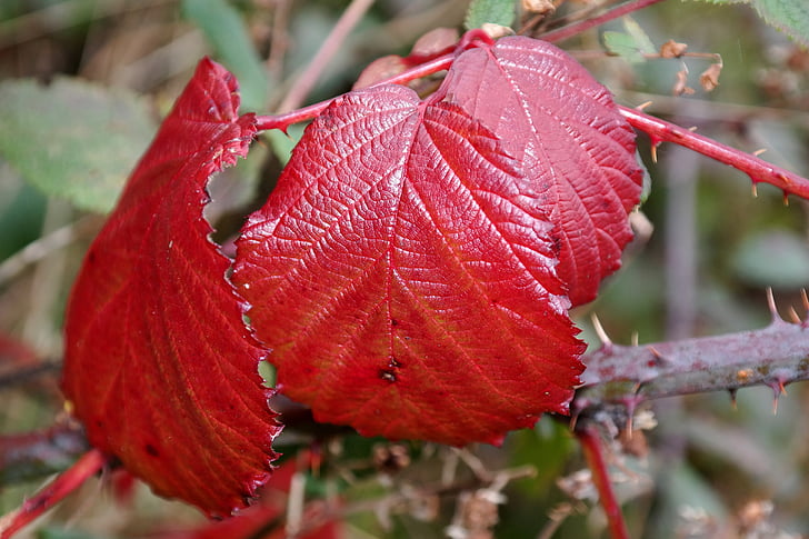brombeerblatt, rdeča, jeseni, Bramble, listi, spadajo listi, padec barve