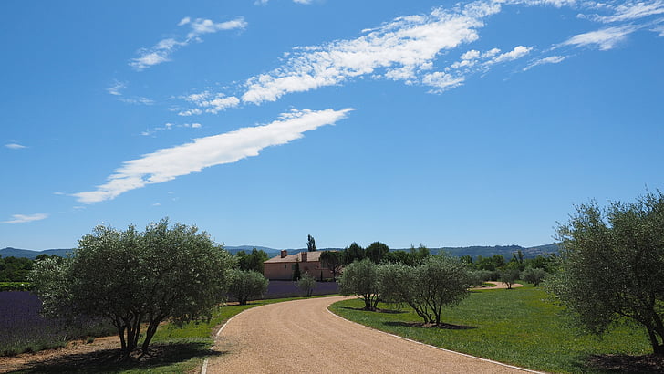 apgyvendinimo, kelio, alyvmedžių, levandų laukas, Levanda, lauko, Provence