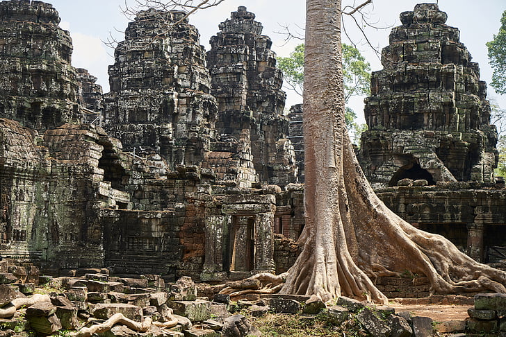 árvore, natureza, planta, Grande, velho, Camboja, Angkor wat