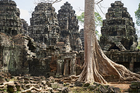 cây, Thiên nhiên, thực vật, lớn, cũ, Campuchia, Đền Angkor wat