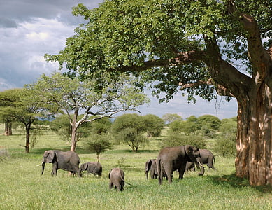 elefant, elefanter, Tanzania, Safari, djur, vilda djur, vilda