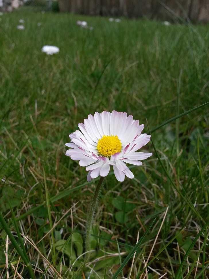 plante, blomst, hvid, Daisy