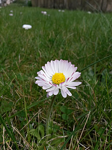 tanaman, bunga, putih, Daisy