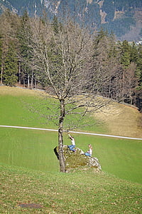 peisaj, copac, raportat, natura, afară, Piatra, copii