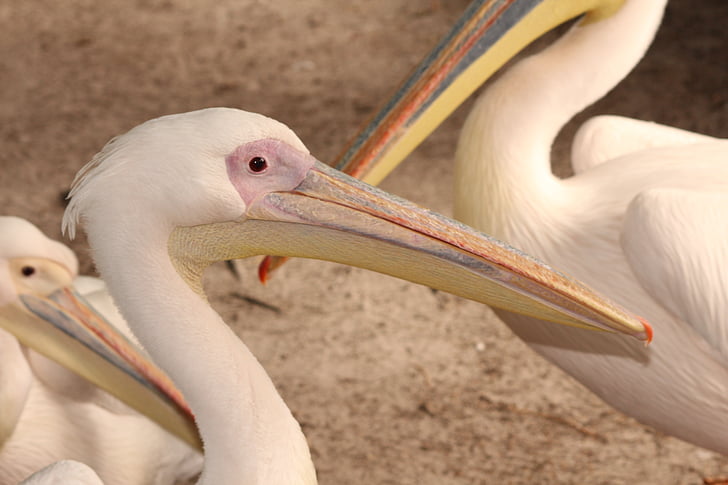 Pelikan, con chim, sở thú, Pelican, Thiên nhiên, động vật, động vật hoang dã