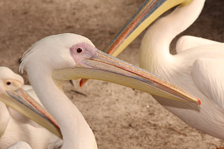 pelikan, bird, zoo, pelican, nature, animal, wildlife