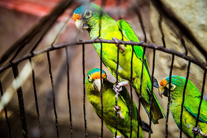zelena, ptice, životinja, ljubimac, kavez, ptica, papiga