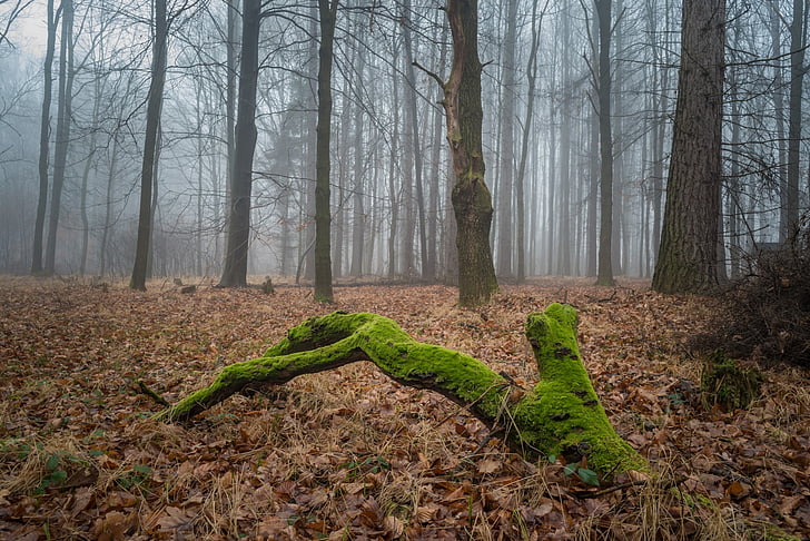 forest, moss, nature, winter, fog, leaves, life