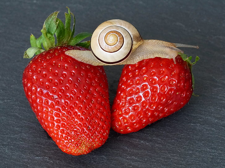 strawberry, snail, shell, probe, mollusk, slowly, reptile