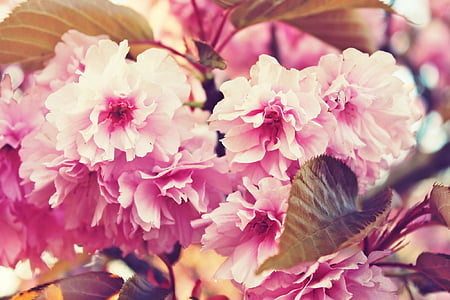 žydinčios japoniškos sakuros, pavasarį, gėlės, rožinė, rožinės gėlės, medis, lapai