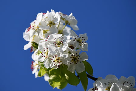 Blossom, nở hoa, mùa xuân, cây táo, nở đầy đủ, màu xanh, bầu trời