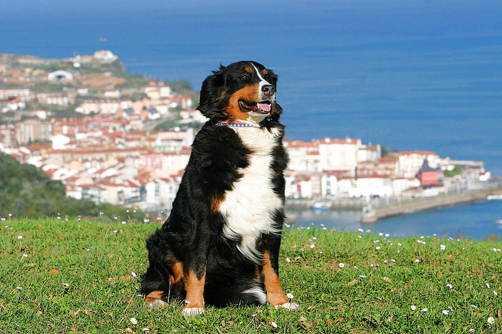 dog, berner sennen dog, spain, view, basque country, sea, blue sea