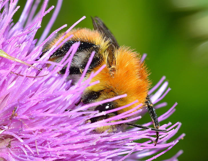 insects, bee, bombus