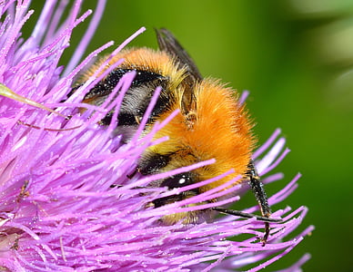 hyönteiset, mehiläinen, Bombus