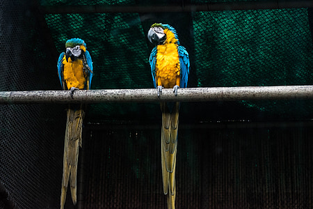 parrots macaw, bird, parrot, nature, colorful, color, yellow