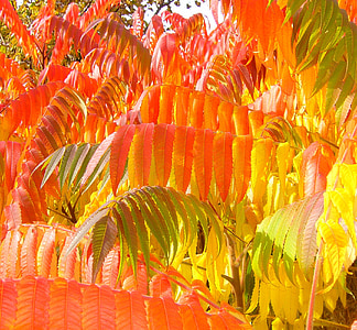sumac, automne, l’automne, feuillage, feuilles, saison, jaune