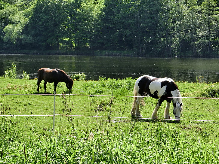 caballos, Paddock, de acoplamiento, animal, naturaleza, pastan, del pasto