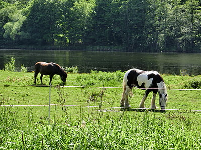 kuda, Paddock, Coupling, hewan, alam, merumput, padang rumput