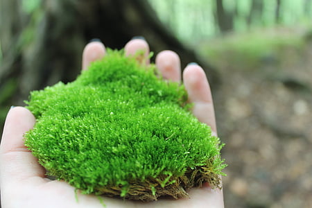 moss, nature, plant, summer, flora, green, hand