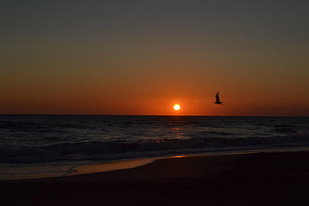 havet, måge, Sunset