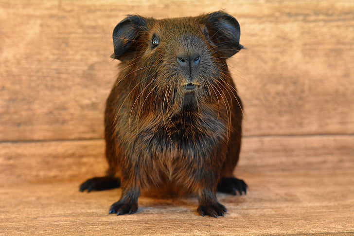 gold agouti, guinea pig, young animal, smooth hair, nager, rodent, animal