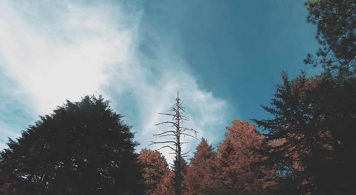 natuur, perspectief, hemel, bomen